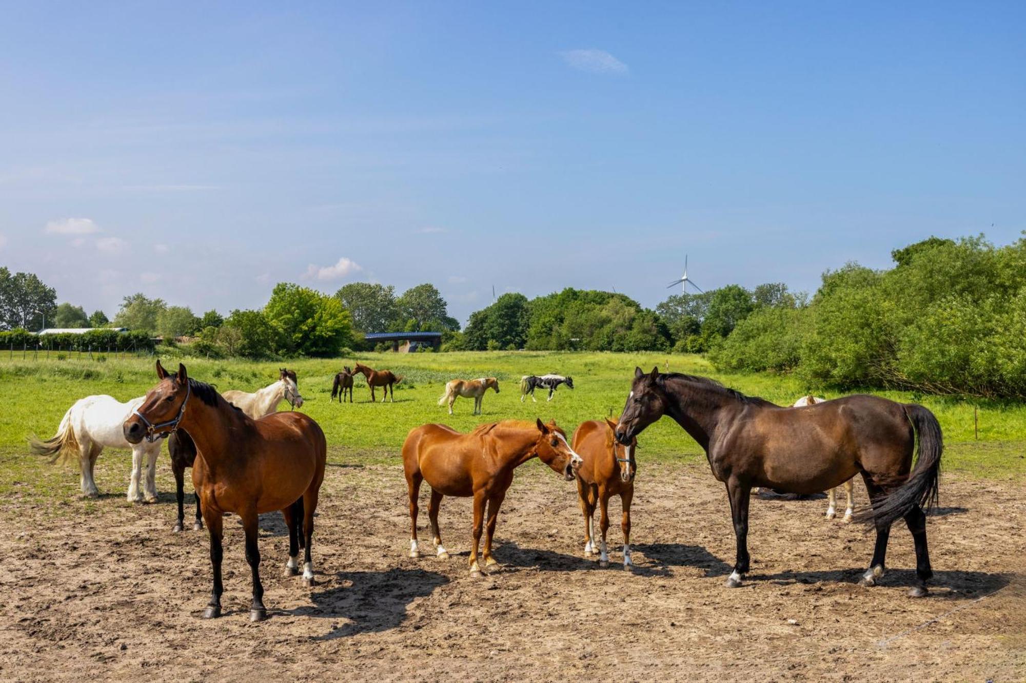 Ferienwohnung "Flori'S Ponyhof" Kropelin Bagian luar foto